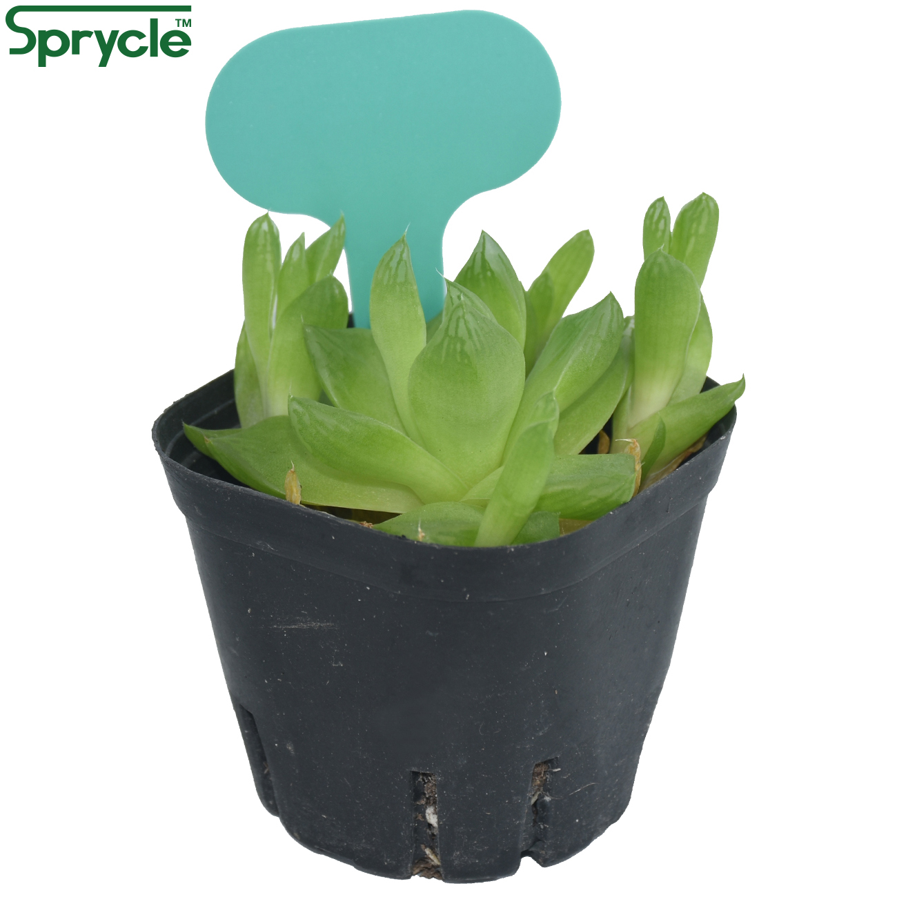SPRYCLE 50PCS 50*70MM Colorful - đánh giá và giá Plant Label Tags